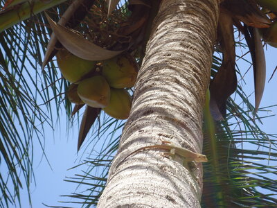 senegal, DSC01245