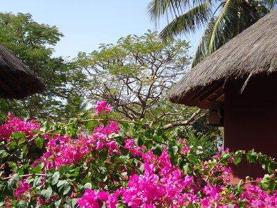 senegal, DSC01246
