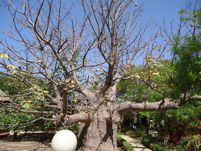 senegal, DSC01247