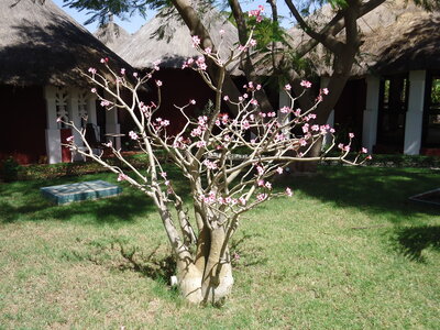 senegal, DSC01262