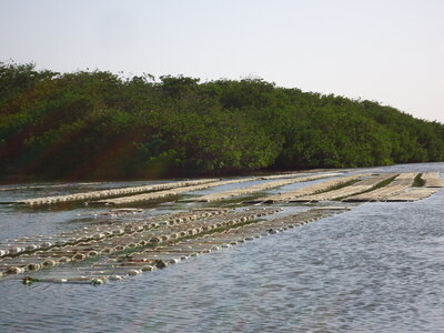 senegal, DSC01288