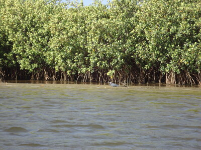 senegal, DSC01306