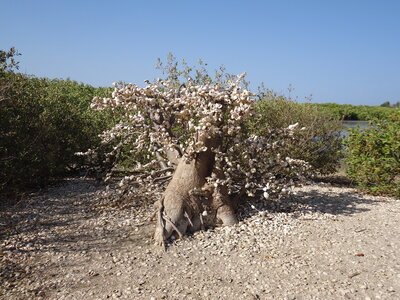 senegal, DSC01309