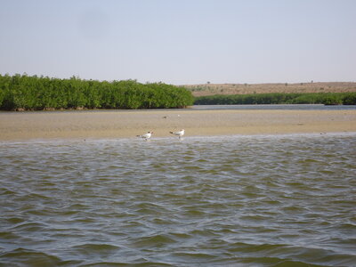 senegal, DSC01316