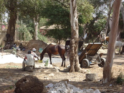 senegal, DSC01342