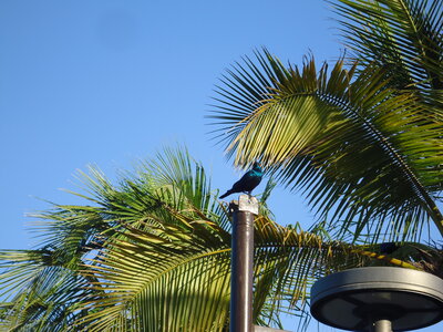 senegal, DSC01356