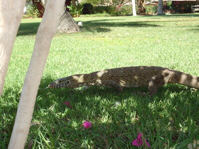 senegal, DSC01362