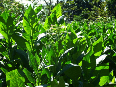 Véro Patrick Cuba2014, P1000381