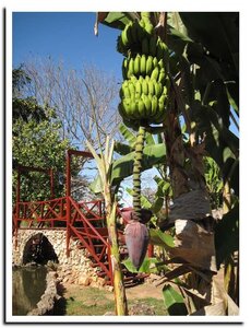 Cuba photo Ch, banane