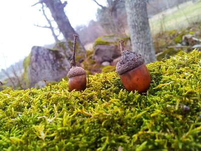 Nature photography 2014 , 1911861_672484916122930_405424164_n