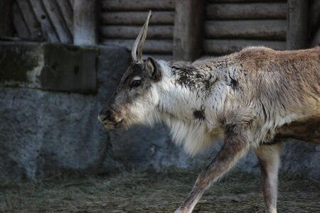 zoo, IMG_1765