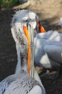 zoo, IMG_1858