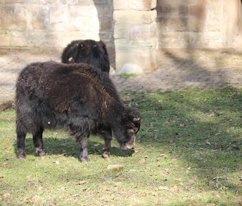 zoo, IMG_1834