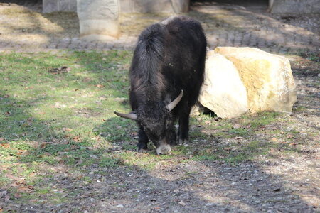 zoo, IMG_1831