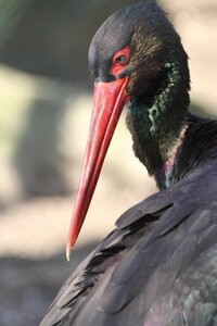 zoo, IMG_1826
