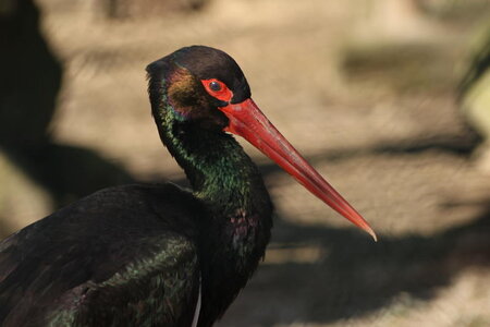 zoo, IMG_1824