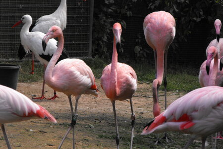 Cerza, Parc Cerza 029