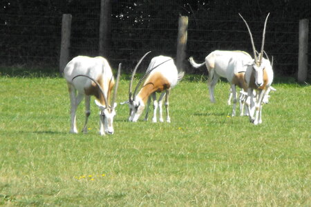 Cerza, Parc Cerza 052