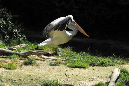 Cerza, Parc Cerza 059