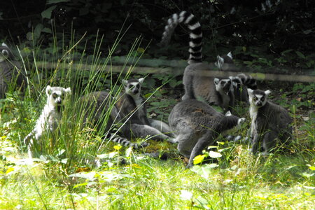 Cerza, Parc Cerza 086