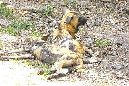 Cerza, Parc Cerza 115