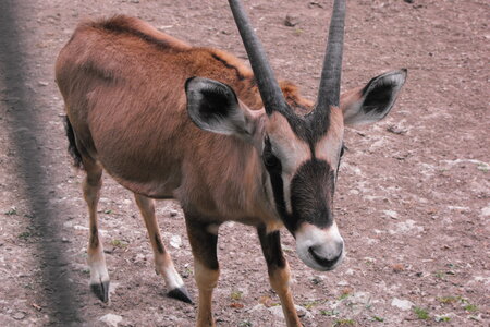 Cerza, Parc Cerza 223