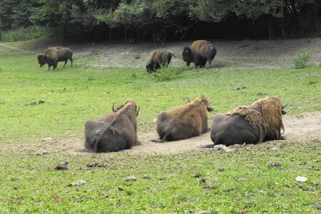 Cerza, Parc Cerza 227