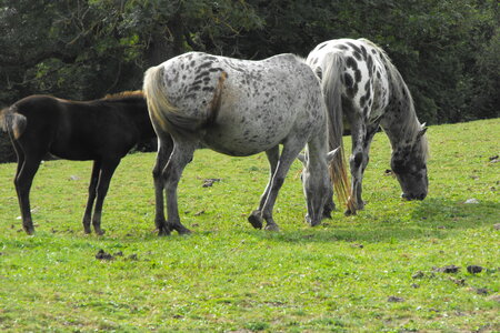 Cerza, Parc Cerza 233