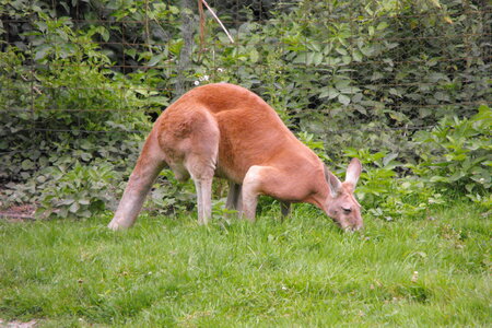 Cerza, Parc Cerza 253