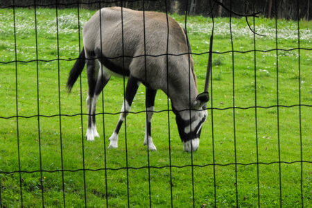 Cerza, Parc Cerza 263