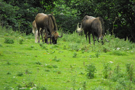 Cerza, Parc Cerza 265