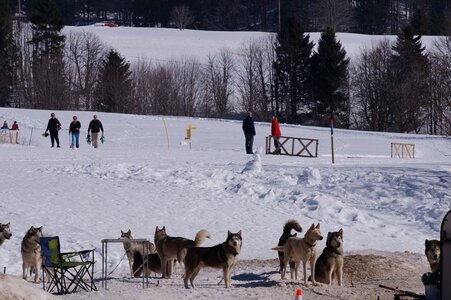 La Pesse 2014 Course de chiens de traineau (vendredi 7 Samedi 8/03/2014), DSC04975