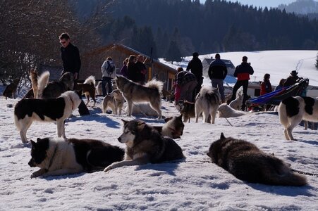 La Pesse 2014 Course de chiens de traineau (vendredi 7 Samedi 8/03/2014), DSC05003