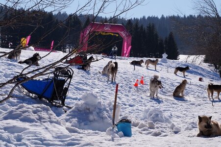 La Pesse 2014 Course de chiens de traineau (vendredi 7 Samedi 8/03/2014), DSC05004