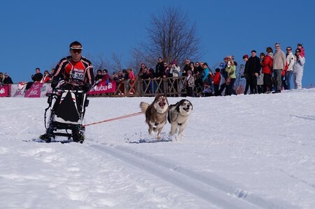 La Pesse 2014 Course de chiens de traineau (vendredi 7 Samedi 8/03/2014), DSC05050
