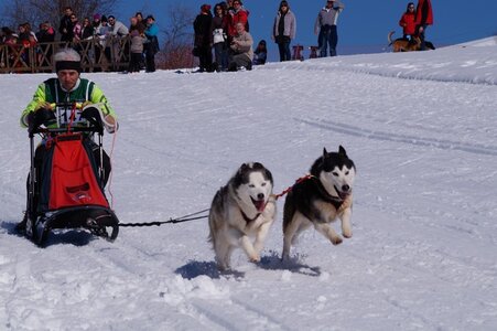 La Pesse 2014 Course de chiens de traineau (vendredi 7 Samedi 8/03/2014), DSC05055