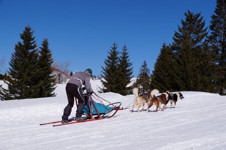 La Pesse 2014 Course de chiens de traineau (vendredi 7 Samedi 8/03/2014), DSC05114
