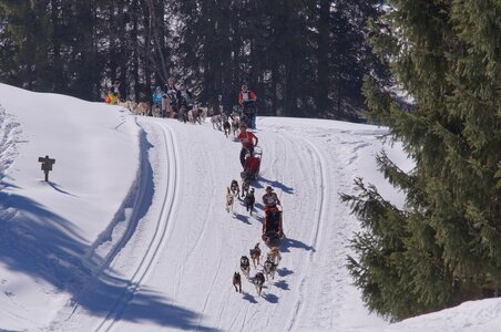 La Pesse 2014 Course de chiens de traineau (vendredi 7 Samedi 8/03/2014), DSC05130