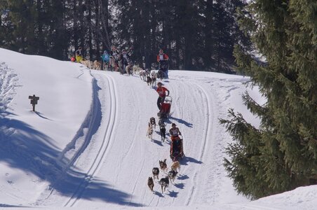 La Pesse 2014 Course de chiens de traineau (vendredi 7 Samedi 8/03/2014), DSC05132
