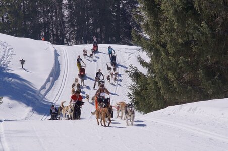 La Pesse 2014 Course de chiens de traineau (vendredi 7 Samedi 8/03/2014), DSC05150