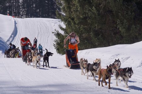 La Pesse 2014 Course de chiens de traineau (vendredi 7 Samedi 8/03/2014), DSC05159