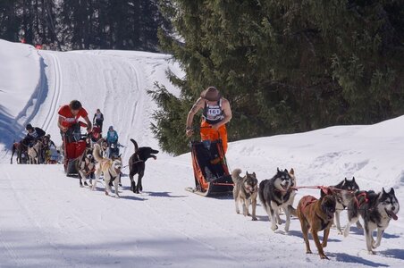 La Pesse 2014 Course de chiens de traineau (vendredi 7 Samedi 8/03/2014), DSC05160
