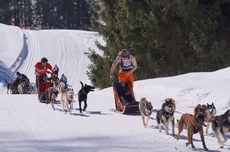 La Pesse 2014 Course de chiens de traineau (vendredi 7 Samedi 8/03/2014), DSC05161