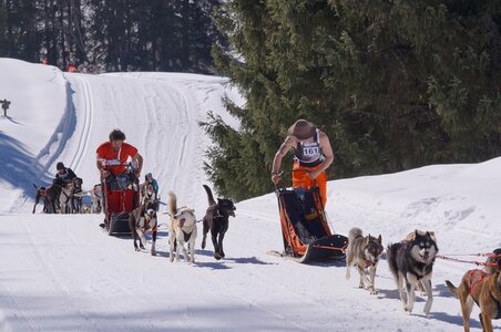 La Pesse 2014 Course de chiens de traineau (vendredi 7 Samedi 8/03/2014), DSC05163