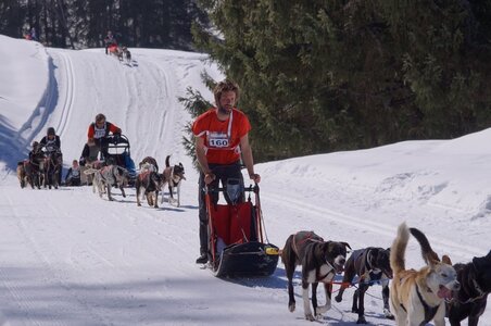 La Pesse 2014 Course de chiens de traineau (vendredi 7 Samedi 8/03/2014), DSC05166