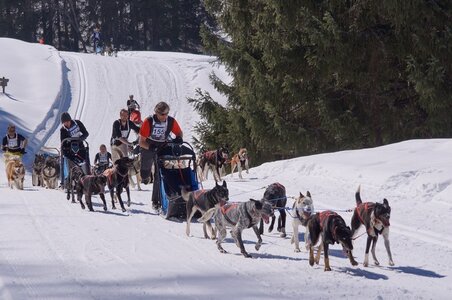 La Pesse 2014 Course de chiens de traineau (vendredi 7 Samedi 8/03/2014), DSC05172