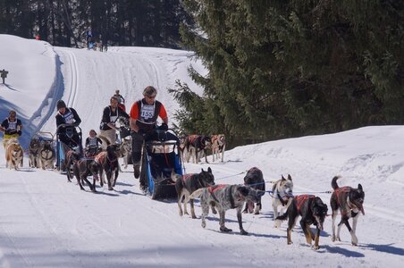 La Pesse 2014 Course de chiens de traineau (vendredi 7 Samedi 8/03/2014), DSC05173