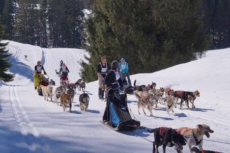 La Pesse 2014 Course de chiens de traineau (vendredi 7 Samedi 8/03/2014), DSC05182