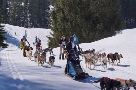 La Pesse 2014 Course de chiens de traineau (vendredi 7 Samedi 8/03/2014), DSC05183