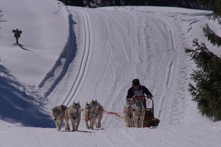 La Pesse 2014 Course de chiens de traineau (vendredi 7 Samedi 8/03/2014), DSC05219
